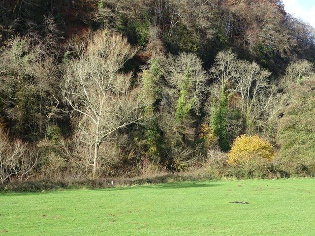 Trees beside the River Wye