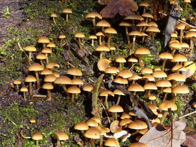 Fungi on a fallen tree