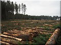 TL7997 : Clear felled area of Thetford Forest by David Pashley