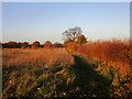 Path north of Whinny Lane Plantation