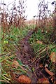 TQ5099 : Deer Path Through Hawksmere Spring by Glyn Baker