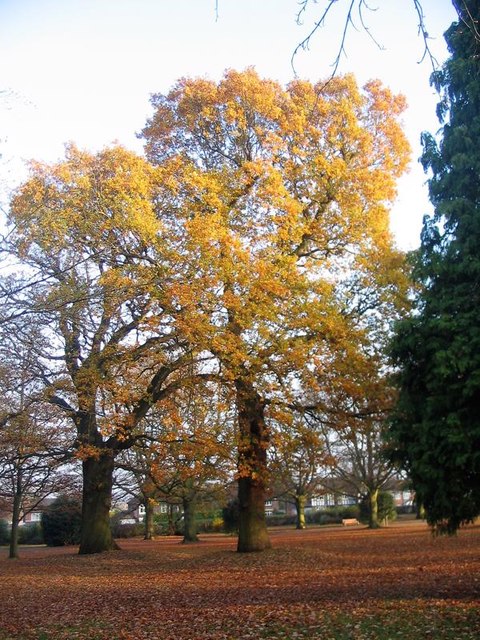 Memorial Park oaks