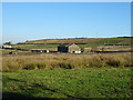 Grazing, Holt Head