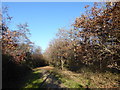 Public footpath, Nightingale Wood