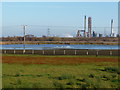 Whooper swans on Dorman