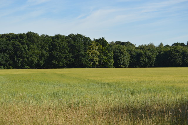 Cereals by New Rd © N Chadwick :: Geograph Britain and Ireland