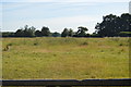 Field near Red House Farm