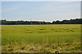 Field of Wheat