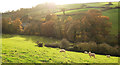 Valley above Keynedon Barton