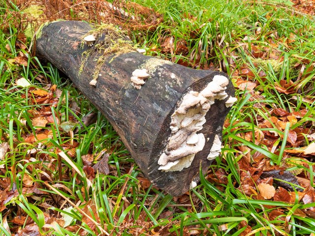 Fungi covered log on the Bank of the Muckle Burn