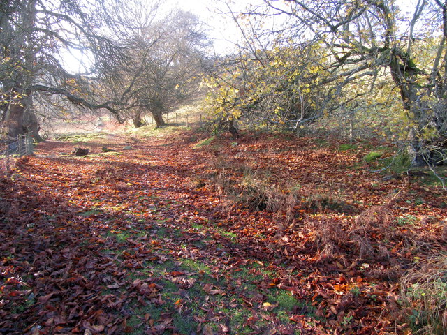 Autumnal footpath