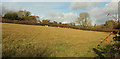 Sheep near Sherford