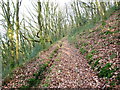 Llwybr coedog / Wooded path