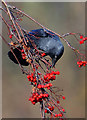 A jackdaw after rowan berries