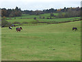 Horses near Waterlea Farm