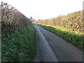 Calcoed Lane enclosed between hedges and heading for Babel