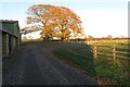 Autumn trees at Little Houghton Lodge