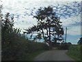 Tree on the Parsonage Stocks Road