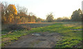 Field, Kelways Plants