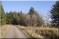 Logging road near Sandyford