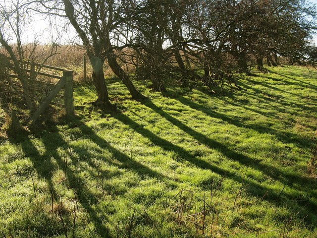 Hedgerow Tree Shadows