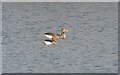 TL8294 : Greylag Geese by David Pashley