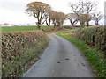 Hedge and tree-lined minor road near Berain