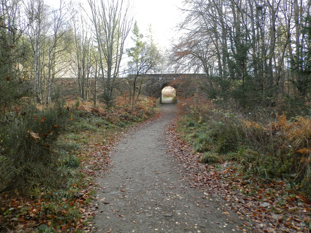 Woodland path in Culloden Wood
