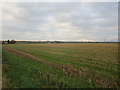 Stubble field near Stubby Knowe