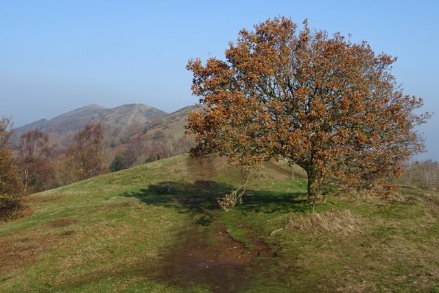 Oak tree on the Malvern Hills
