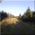 Logging road above the Dryfe Water