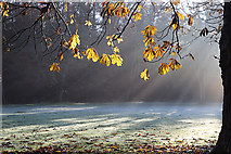 NT3167 : Autumn Scene by Anne Burgess