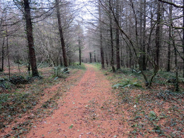 Llwybr Coedog / Wooded path