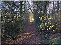 Path leaving the Elsted Road