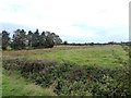 N2358 : Field alongside the Bog Road by Oliver Dixon