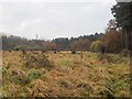 TL9493 : Area of rough grassland by David Pashley