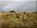 Rocks by the road