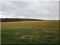 Stubble field and Scotsdike Plantation