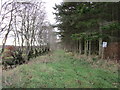 Track on the edge of Daffiestonrigg Wood