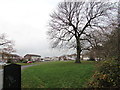 Dominant tree on a suburban green, Bridgend