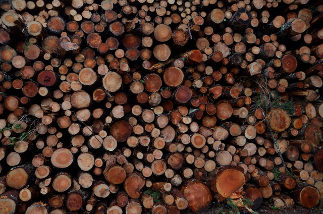 Stacked Felled Timbers at Gordonbush, Scottish Highlands, Great Britain
