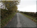 Hedged minor road near Lletty