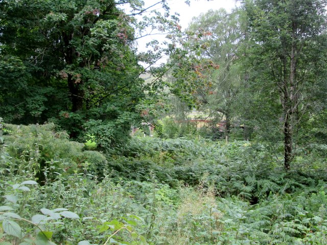 Looking  out  of  Lael  Forest  Garden
