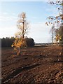 TL8097 : Lone Autumn Silver Birch by David Pashley