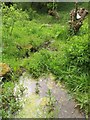 Lye Brook in Lye Valley Nature Reserve