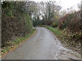 Hedge lined road near to Tre-lan