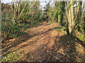 Woodland track and footpath covered by fallen leaves near Cefn Farm