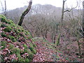 Llwybr uwchben ceunant /A path above a gorge