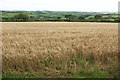 Barley near Wizaller