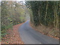 Wooded minor road heading towards Meofod